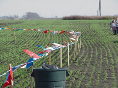 flags blowing in the wind