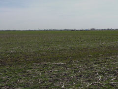 vast field