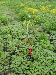 Recovery area of the PML Phobos rocket hidden by plants